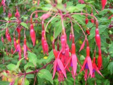 Fuchsia Riccartonii Upright Hardy Shrub Crimson Purple Flowers | 9cm Pot