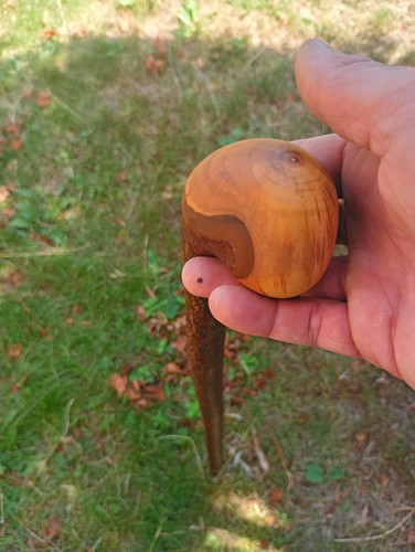 Blackthorn walking stick - blackthorn,