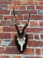 Nice Real Antique Roe