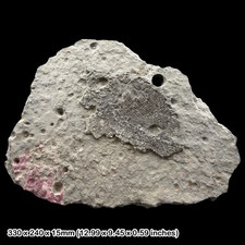 Rare Dapedium politum Fossil