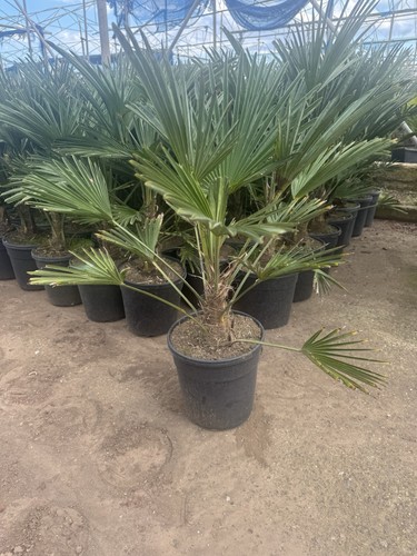 Trachycarpus wagnerianus 40cm - trachycarpus,