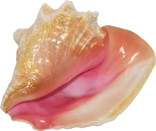 Huge conch seashell - conch,