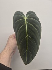 Philodendron Melanochrysum Unrooted Cutting | Rare And Unusual Plant 