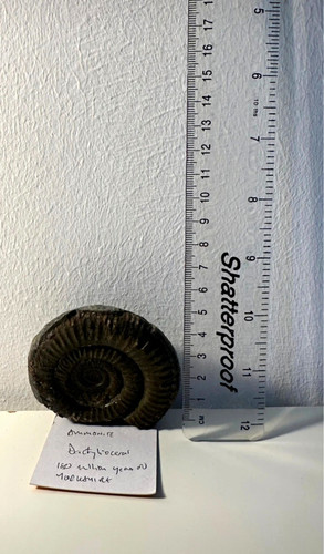 Dactylioceras ammonite fossil - dactylioceras,
