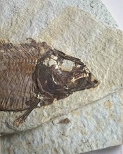 Knightia Alta Fossil Fish in Matrix, with coprolite  - Green River Formation.