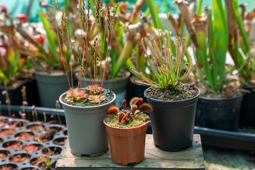 Bundle carnivorous - bundle, 3