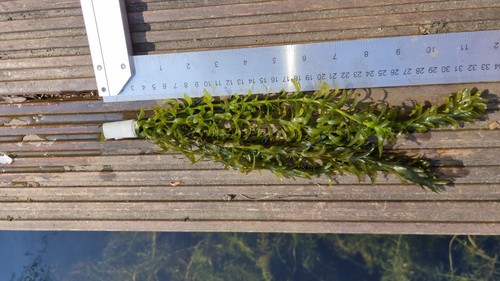 Elodea densa oxygenating - elodea,