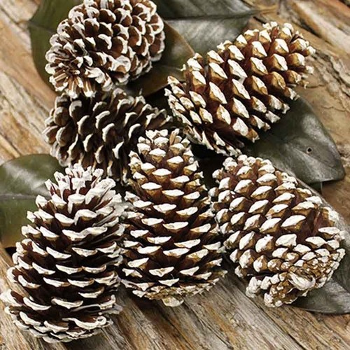 1kg pine cones fir - cones,
