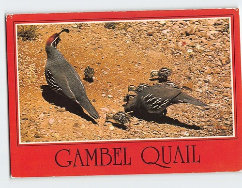Postcard arizona gambel - postcard, arizona's