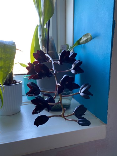 Catasetum fdk after - after, black