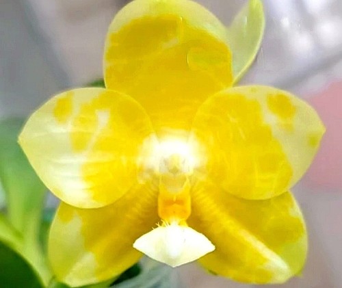 Fragrant phalaenopsis joy - fragrant,