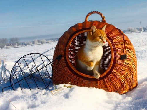 Pet carrier transport wicker - pet,
