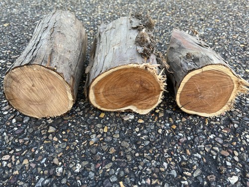 Yew wood logs for - for,