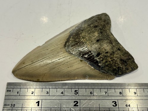 Megalodon shark fossil tooth - megalodon,