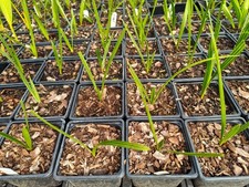 Trachycarpus Takil - 9 cm Pot