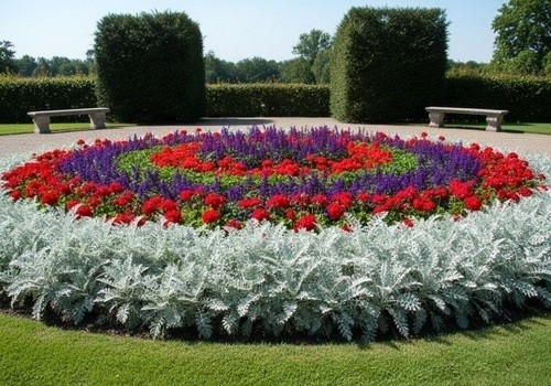 Centaurea cineraria dusty - centaurea,