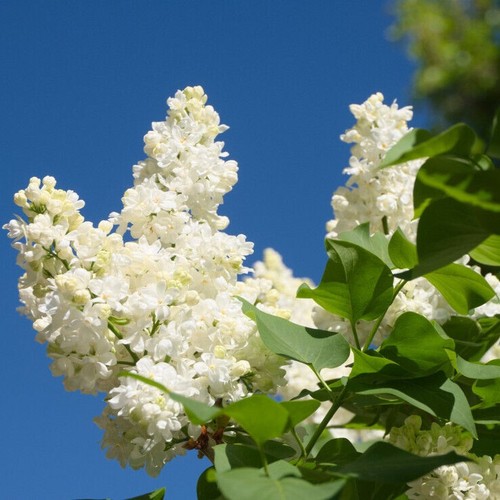 Madame lemoine syringa - 'madame,