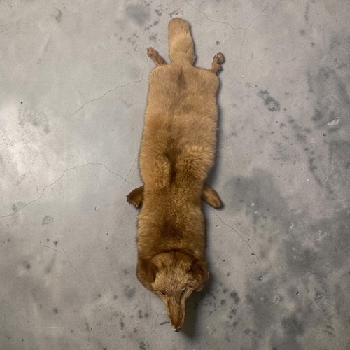 Vintage full pelt red fox - pelt,