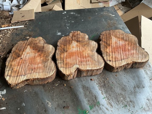 Yew wood slices - yew, slices,x3