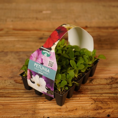 Plug plants petunia fantasia - plants,