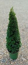 Buxus sempervirens (Common