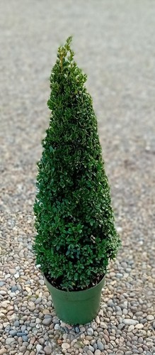Buxus sempervirens common - sempervirens, (common