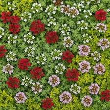 Thyme Alpine Mix 6 Pack of