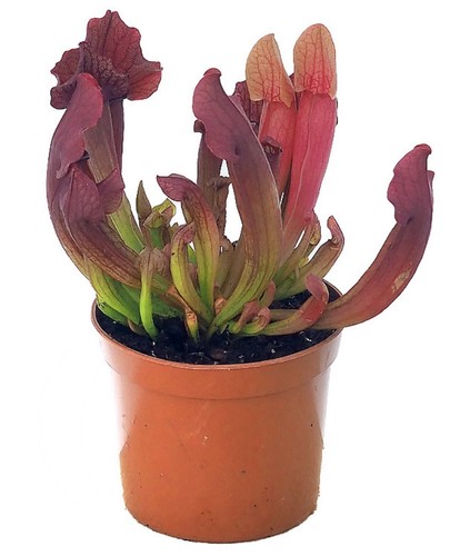 Sarracenia maroon - x,