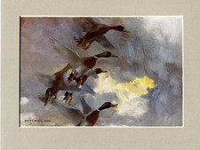 Peter Scott ~ Mallards Rising