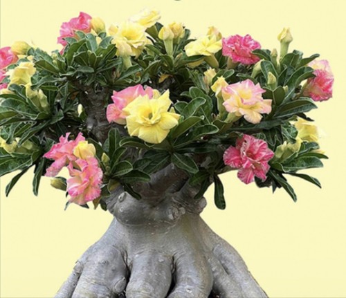 Kul waldee adenium obesum - ,