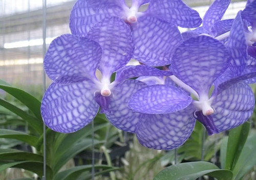 Rare vanda coerulea orchid - rare,