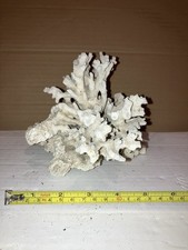 RB10 Dead Coral Reef Bone
