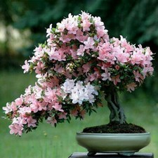 5 JAPANESE SAKURA BONSAI TREE SEEDS, GROW YOUR OWN BONSAI