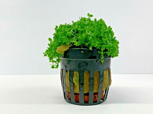 Hemianthus callitrichoides - hemianthus,