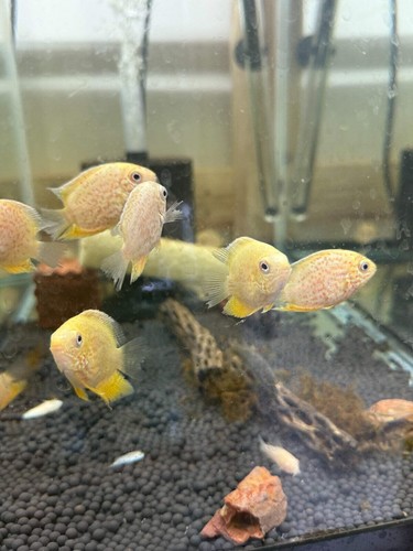 Red spotted gold severum - spotted,