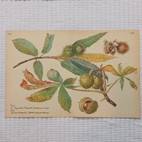 Horse chestnut conker juniper - chestnut,