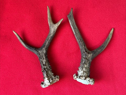 Pair roe deer - roe, antlers