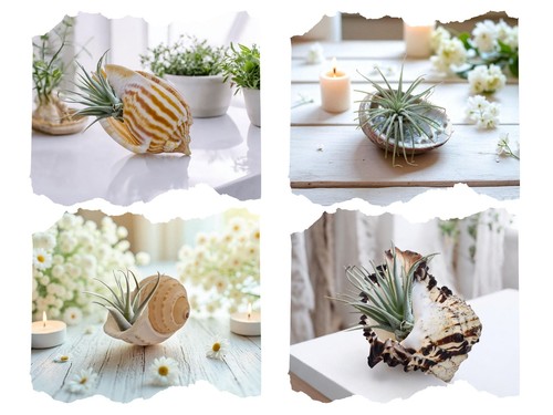 Conch shell airplant - conch,