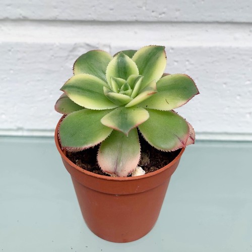 Aeonium haworthii kiwi - haworthii, 'kiwi'