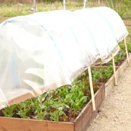 Plant polythene cover for - plant,