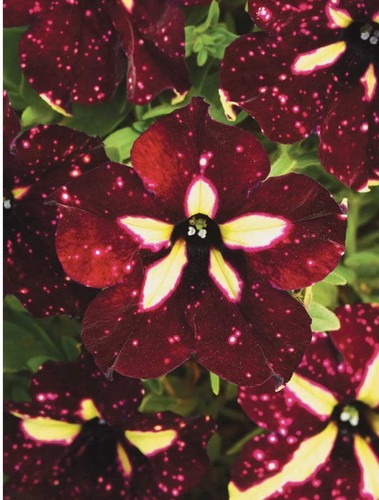 Purple petunia star flower - petunia,
