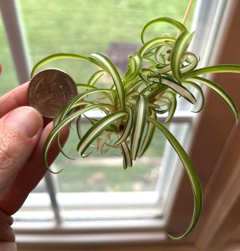 Spider plant young - spider,