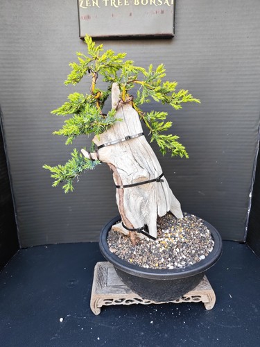 Tanuki needle juniper bonsai - needle,