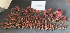Tyranid army warhammer 40k