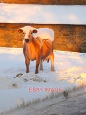 PHOTO  SNOWY COW SEEN IN EVENING LIGHT A LIFE SIZE MODEL OF A COW STANDS AT THE