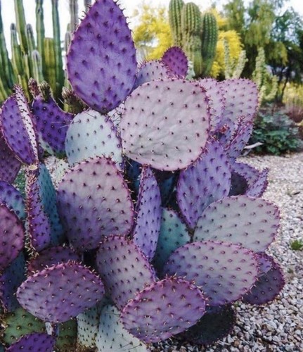 Cactus santa rita purple - santa,