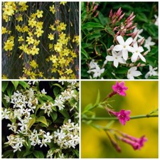 3 Mixed Climbing Jasmine Plants, Beautiful Selection Of Jasminum For Any Garden