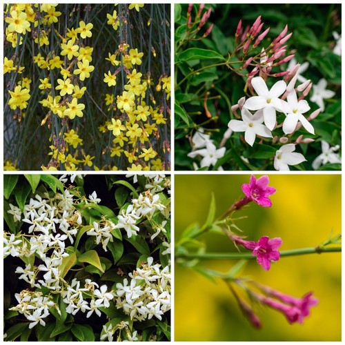 Mixed climbing jasmine - 3,