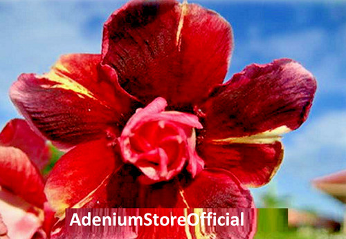 100 adenium obesum - x, obesum,