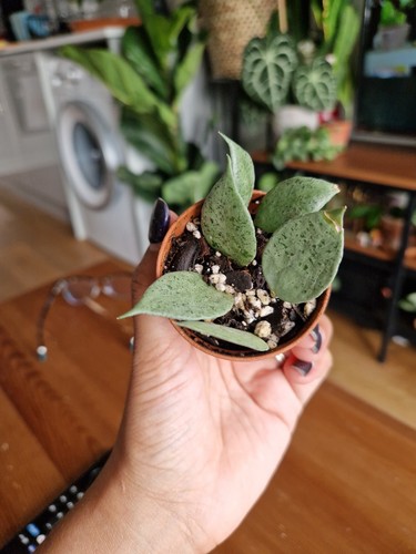 Hoya lacunosa louisa silver - louisa's,